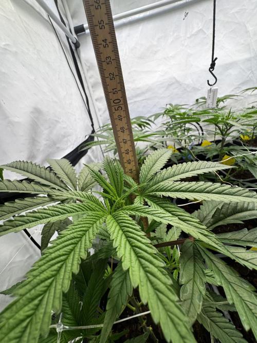 Alaskan Ice. Week 12 - Flower Day 1
