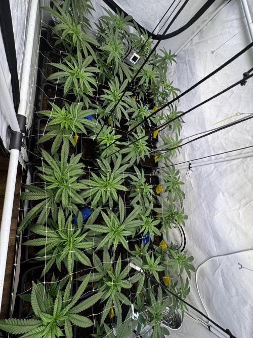 Alaskan Ice. Week 12 - FD1