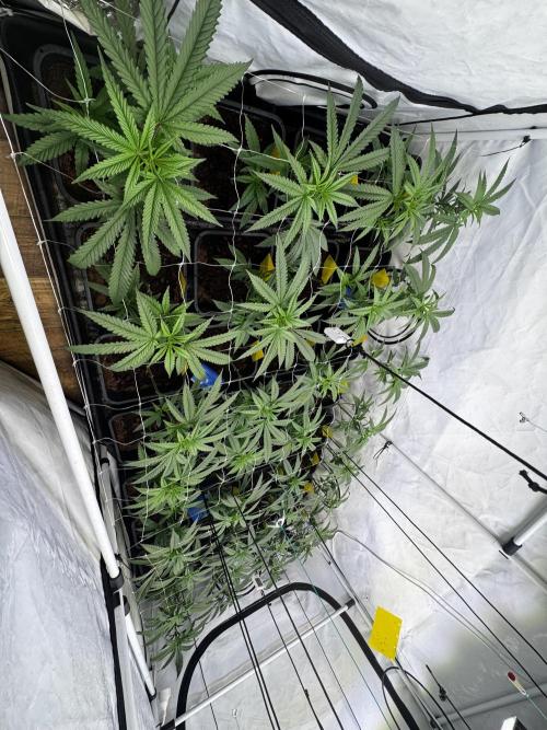 Alaskan Ice. Week 12 - FD1