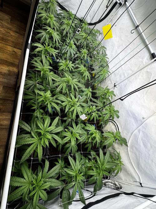 Alaskan Ice. Week 12 - FD3