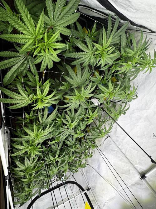 Alaskan Ice. Week 12 - FD3