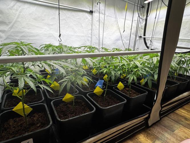 Alaskan Ice. Week 12 - Flower Day 3