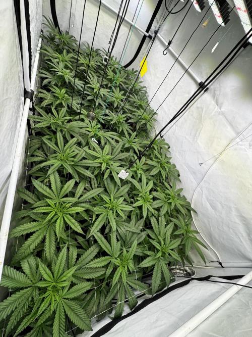 Alaskan Ice. Week 12 - Flower Day 5