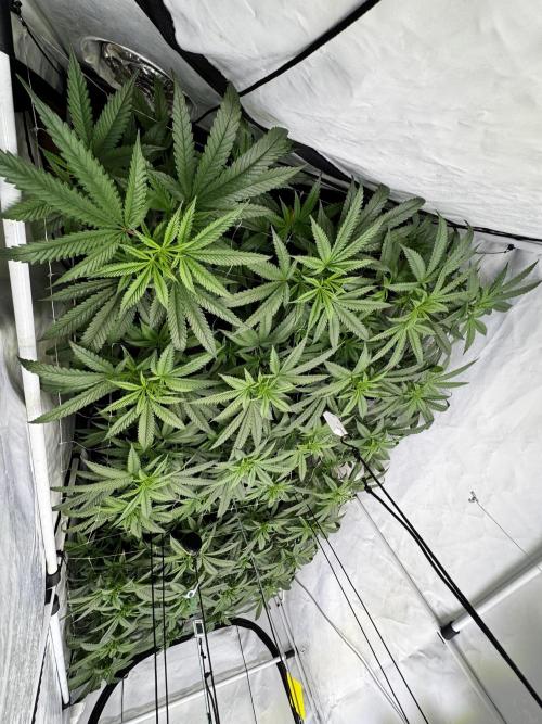 Alaskan Ice. Week 12 - FD5