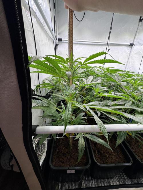 Alaskan Ice. Week 12 - Flower Day 7