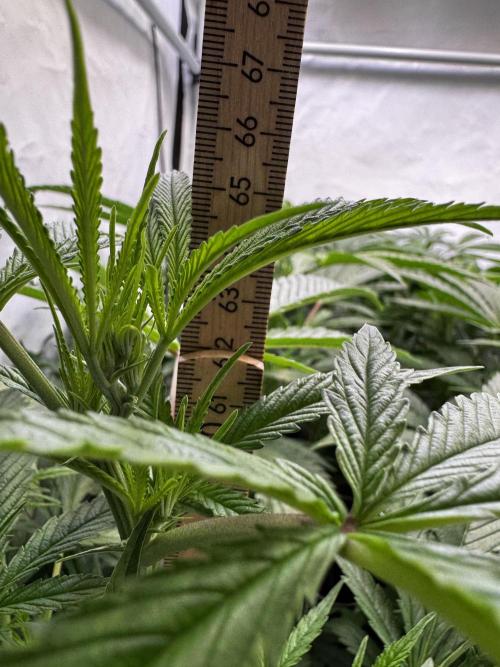 Alaskan Ice. Week 12 - FD7
