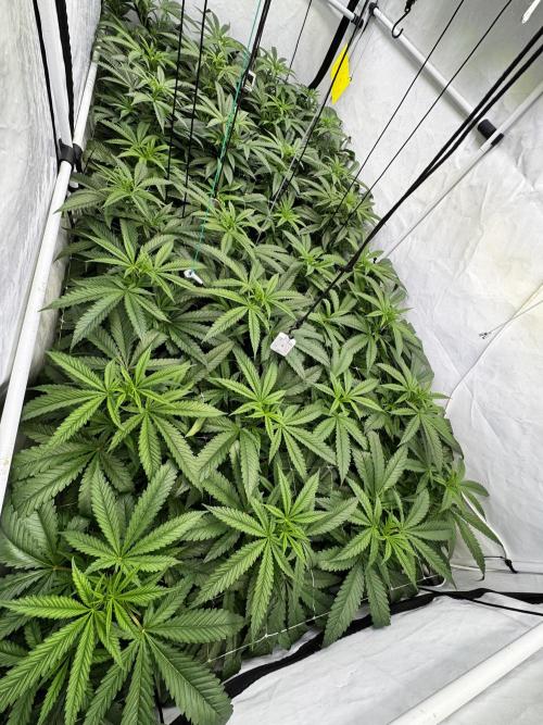 Alaskan Ice. Week 12 - FD7