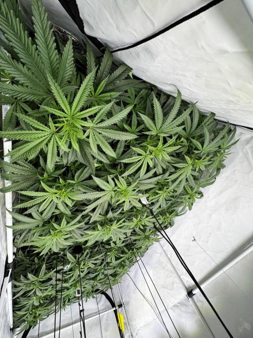 Alaskan Ice. Week 12 - FD7