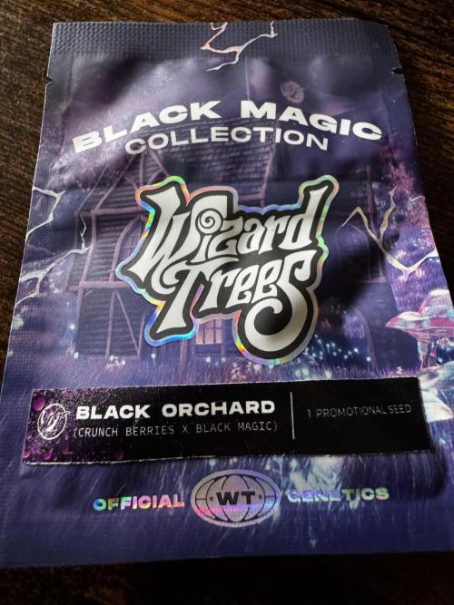 Black Orchard. Week 0 - Promo Seed