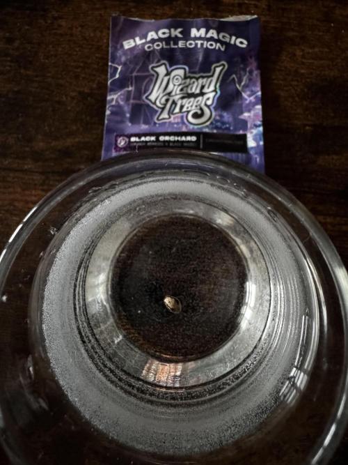 Black Orchard. Week 0 - Promo Seed