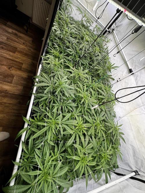 Alaskan Ice. Week 13 - FD14