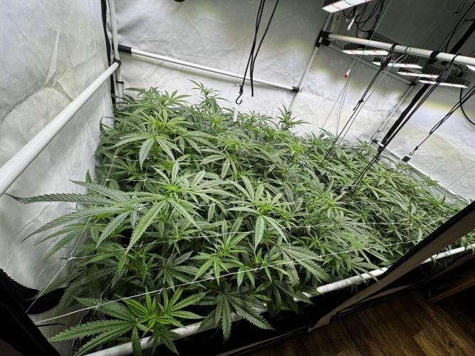 Alaskan Ice. Week 13 - FD14