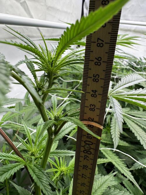 Alaskan Ice. Week 13 - FD14 #1