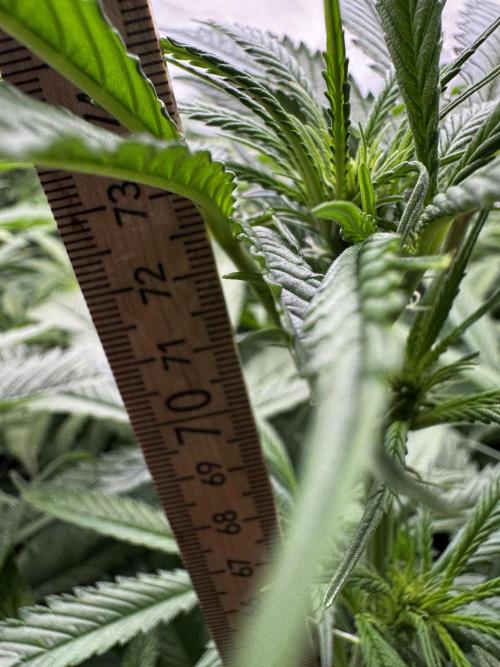 Alaskan Ice. Week 13 - FD14 #2