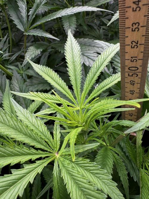Alaskan Ice. Week 13 - FD14 #3