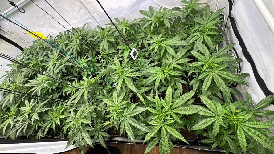 Alaskan Ice. Week 13 - FD8