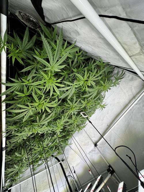 Alaskan Ice. Week 13 - FD11