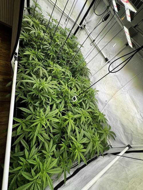 Alaskan Ice. Week 13 - FD11