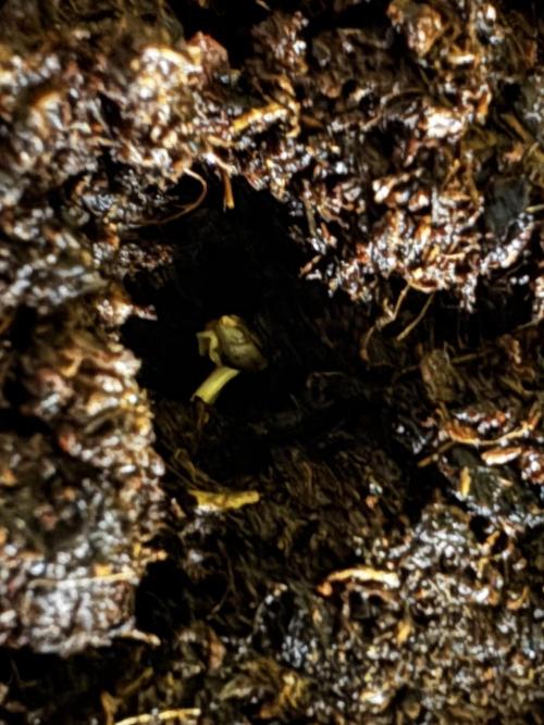 Black Orchard. Week 0 - 1l pot