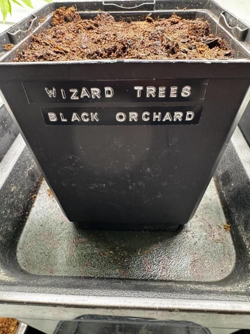 Black Orchard. Week 0