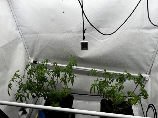 Alaskan Ice. Week 13 - Mother plants