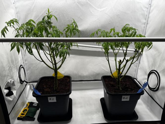 Alaskan Ice. Week 13 - Mother plants 