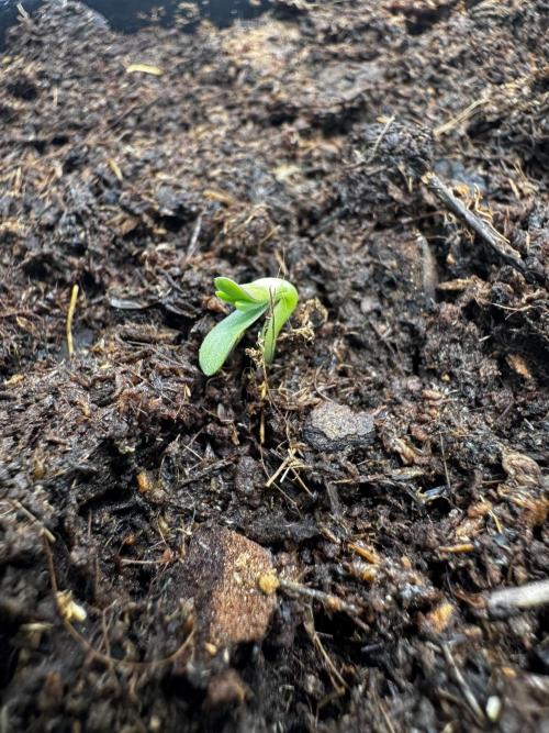 Black Orchard. Week 0 - 2 days after 