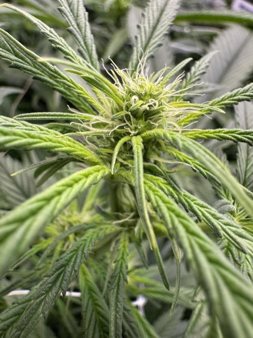 Alaskan Ice. Week 14 - FD17 #2