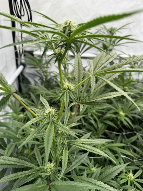 Alaskan Ice. Week 14 - FD21 #1
