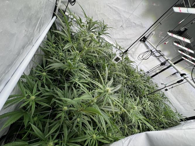 Alaskan Ice. Week 14 - FD21 