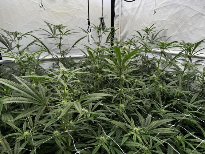 Alaskan Ice. Week 14 - FD21