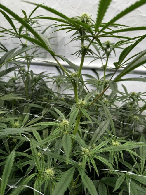 Alaskan Ice. Week 14 - FD21 #1