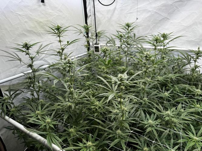 Alaskan Ice. Week 15 - FD25 #1