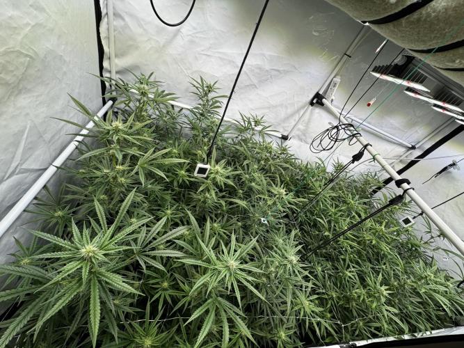 Alaskan Ice. Week 15 - FD25 #1