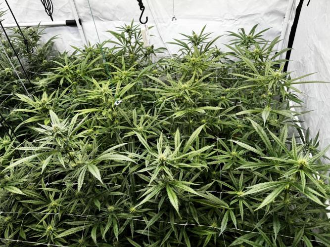 Alaskan Ice. Week 15 - FD25 #2