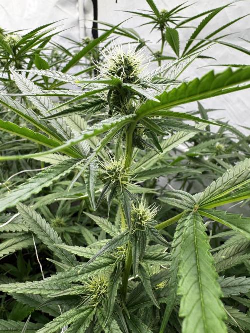 Alaskan Ice. Week 15 - FD25 #2