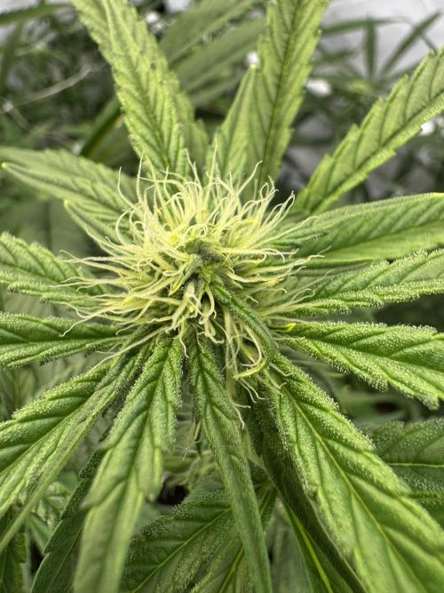 Alaskan Ice. Week 15 - FD25 #2