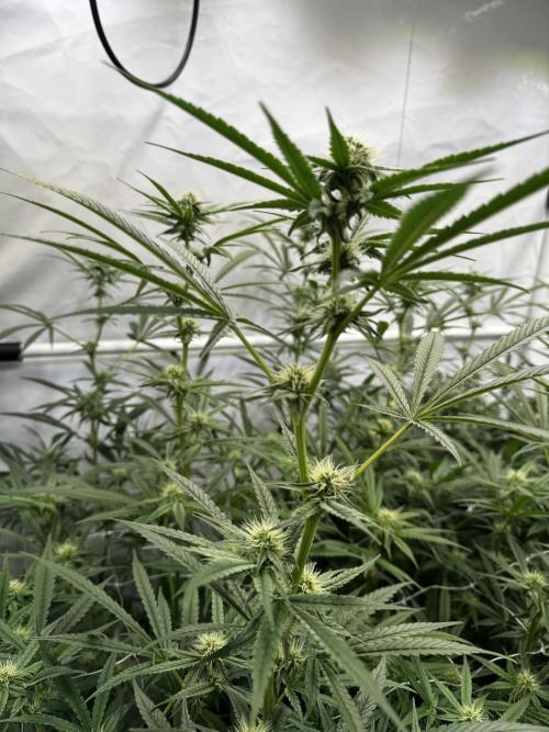Alaskan Ice. Week 15 - FD25 #1