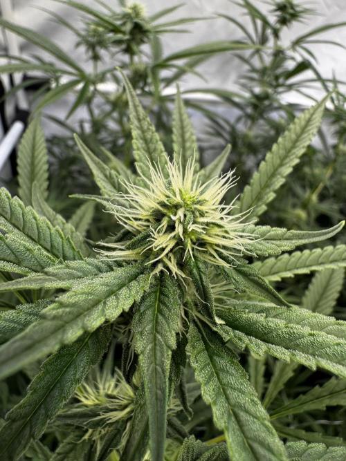 Alaskan Ice. Week 15 - FD25 #1