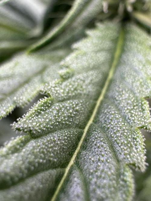 Alaskan Ice. Week 15 - FD25 #1 (Ice Chrystals)