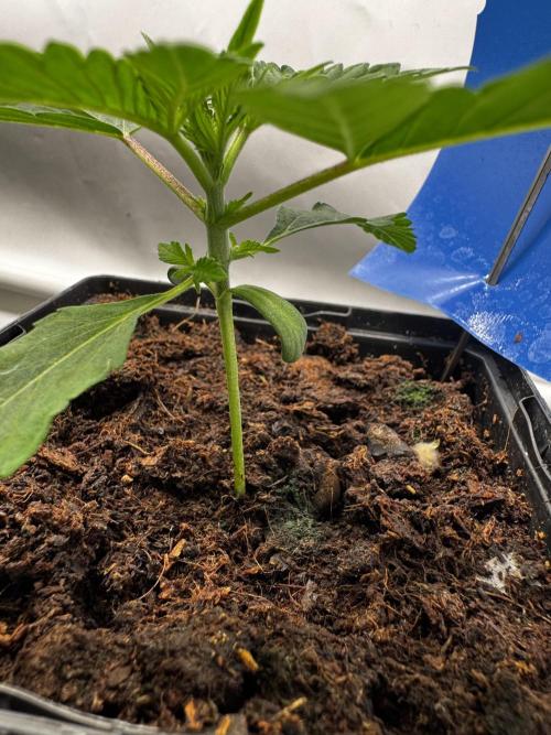 Black Orchard. Week 1