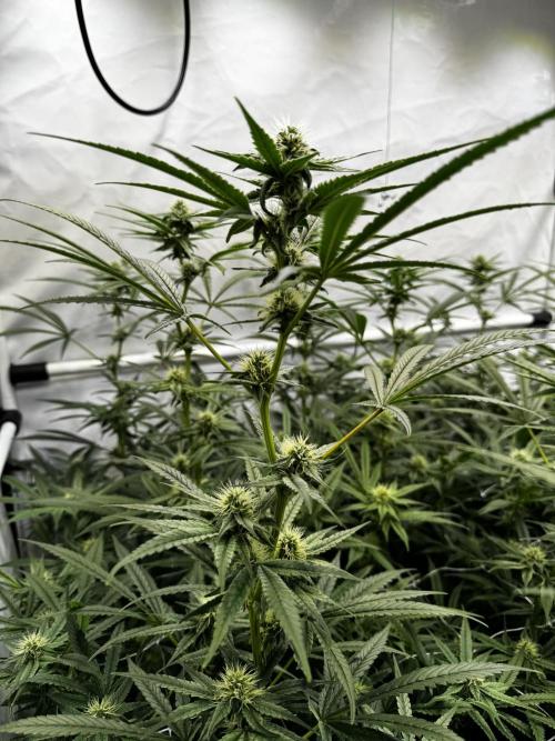 Alaskan Ice. Week 15 - FD28 #1