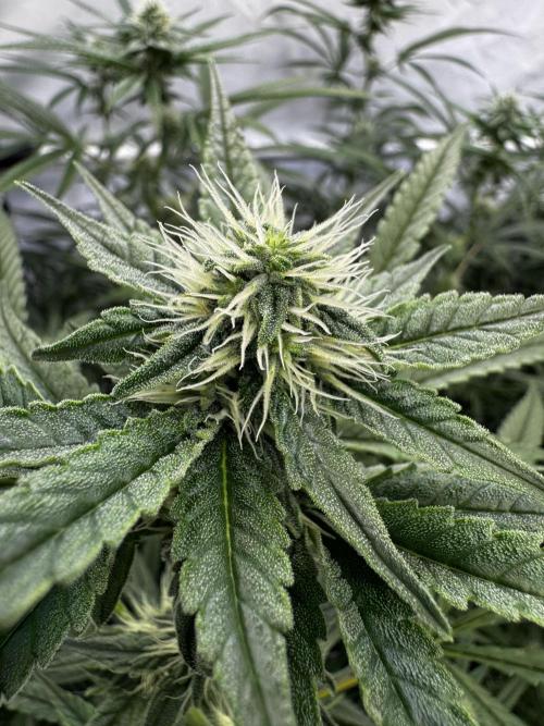 Alaskan Ice. Week 15 - FD28 #1