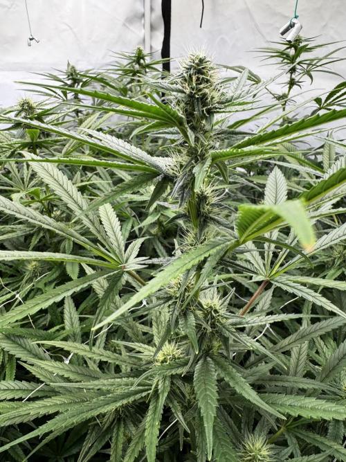 Alaskan Ice. Week 15 - FD28 #2