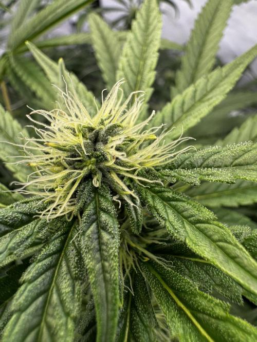Alaskan Ice. Week 15 - FD28 #2