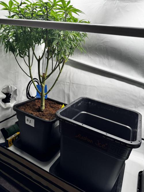 Alaskan Ice. Week 15 - Mother plant #1 (from 14l to 30l pot)