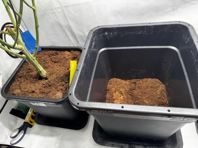 Alaskan Ice. Week 15 - 14l to 30l pot