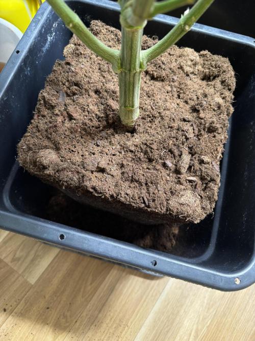 Alaskan Ice. Week 15 - Transplanting mother plant #1