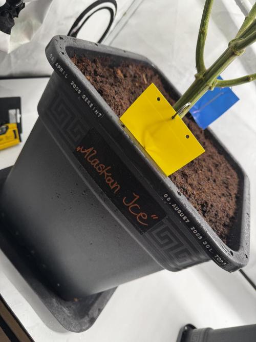Alaskan Ice. Week 15 - New home for mother plant #1