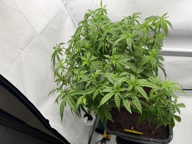 Alaskan Ice. Week 15